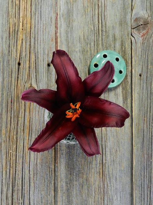 FIREBOLT 2/3 BLOOM BURGUNDY/RED HYBRID ORIENTAL LILY